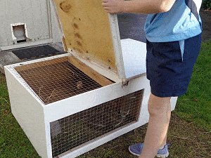 guinea pig hutch outdoor winter